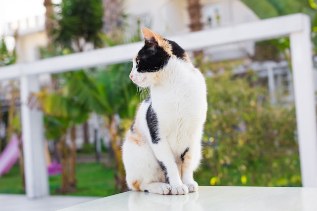 Cat outdoors. Cute cat in the garden