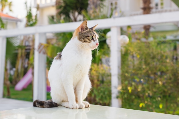 Cat outdoors. Cute cat in the garden