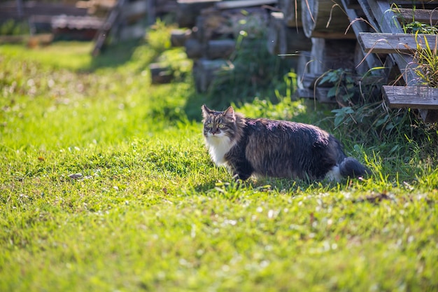 Cat outdoors on grass