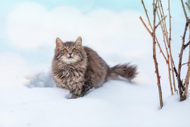 Cat outdoors in winter. Siberian gray cat walking in the snow in winter