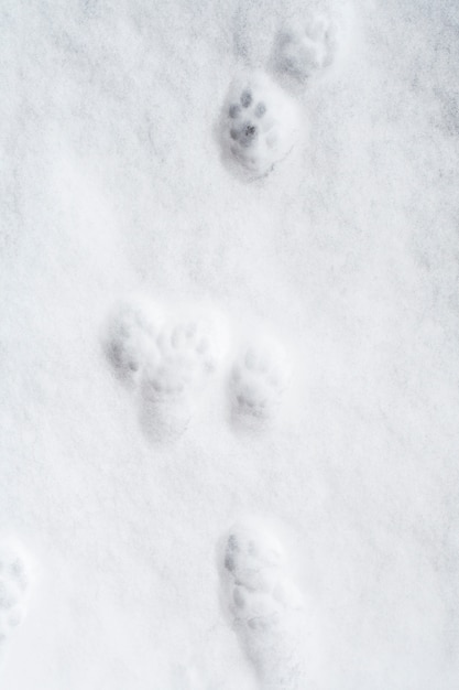 Cat paw prints on the snow.