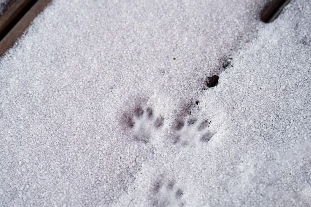 Photo cat paws on the snow cat paw tracks on snowy wooden terrace home pets exploring outdoors in winter