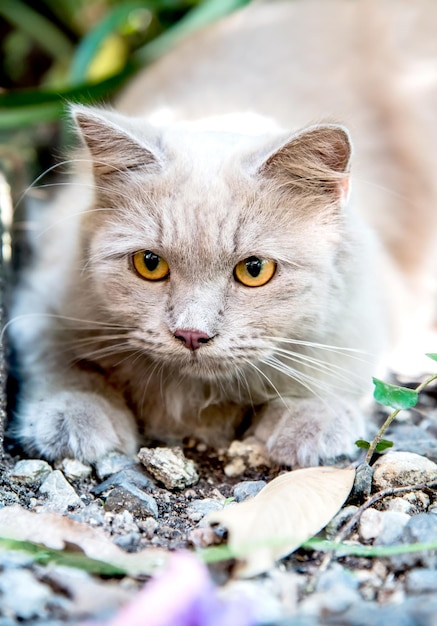 Cat Persian, lovely animal and pet in the garden