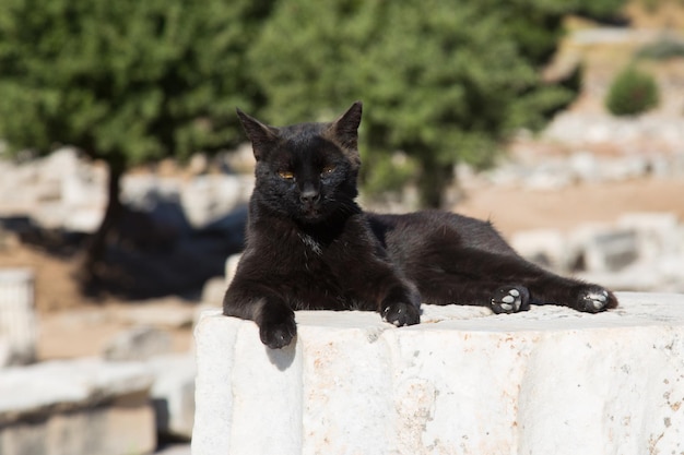 Cat over Pillar in Ephesus Ancient City