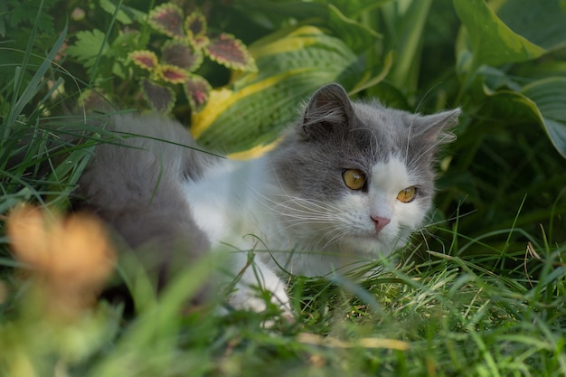 Cat and plants Cat with fluffy tail walking away Cat relaxing in the garden