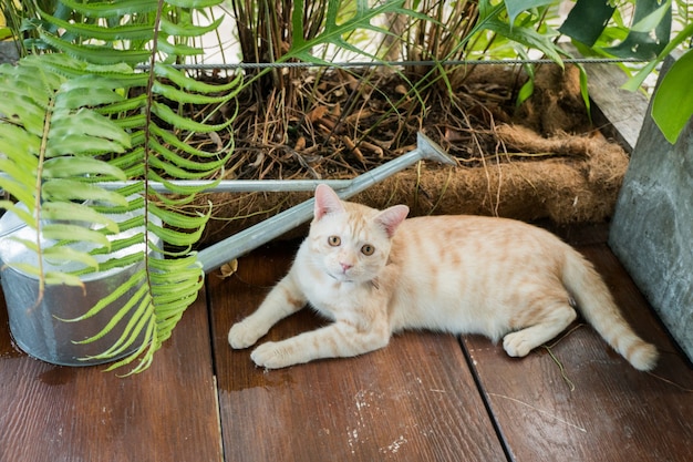 cat and plants