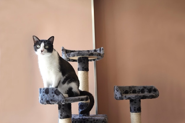 Cat on a playhouse toy