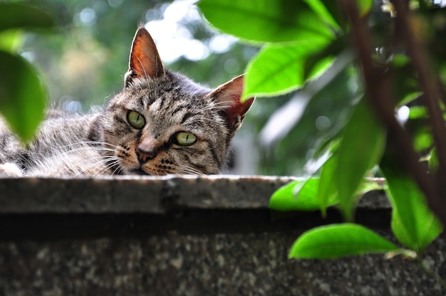 A cat playing on the wall, cute naughty