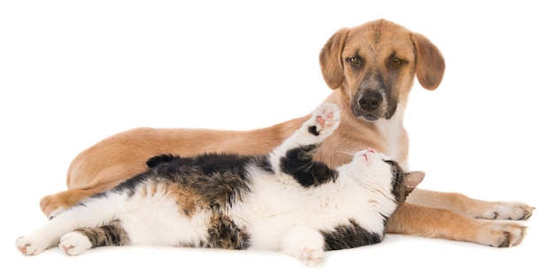 Cat playing with a crossbreed dog. Isolated on white.