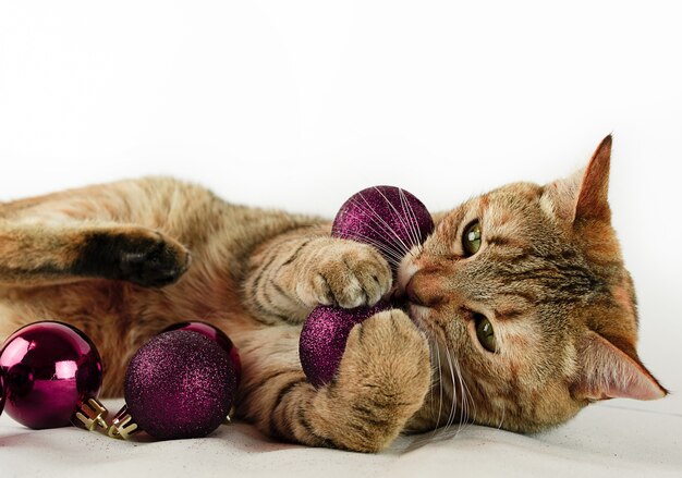 Cat playing with maroon Christmas balls