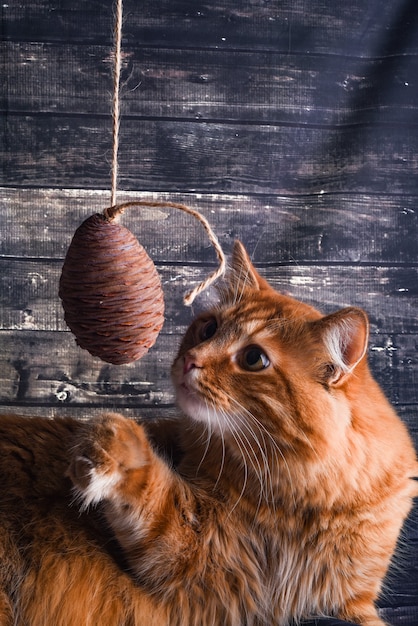 Cat playing with a toy