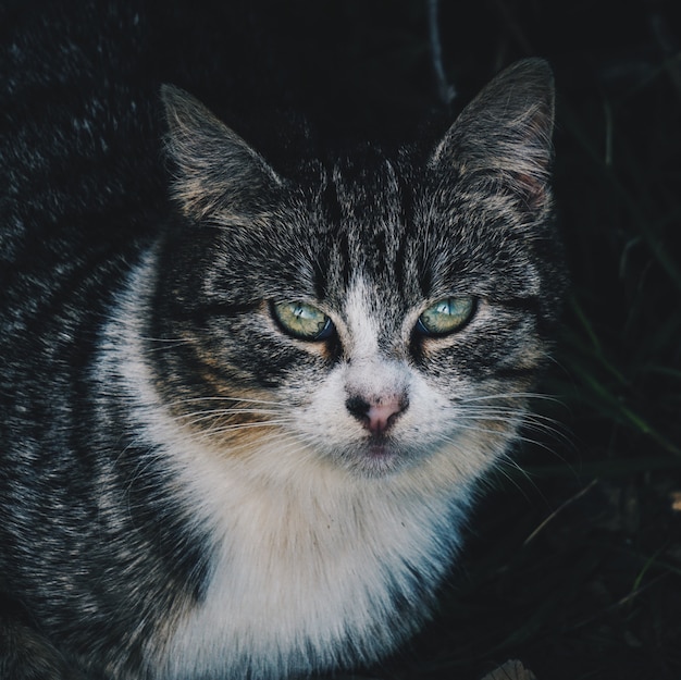  cat portrait in the street