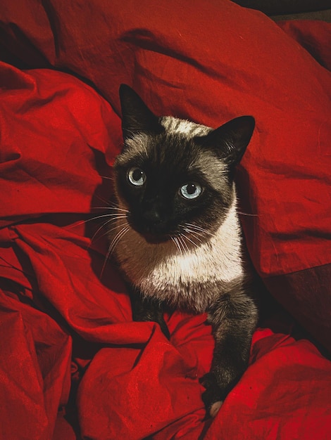 A cat in red blanket