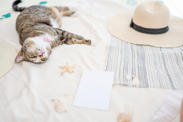 Cat relaxing on beach vacation and travel concept