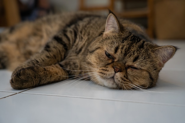 Cat relaxing in modern home on the floor.