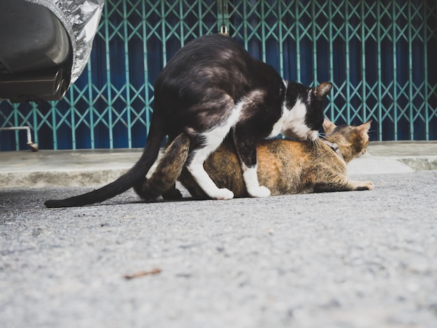 Cat relaxing on street