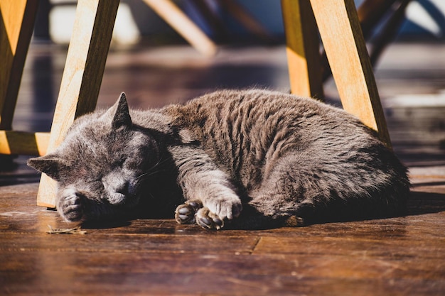 Photo cat resting on the floor in a restaurant