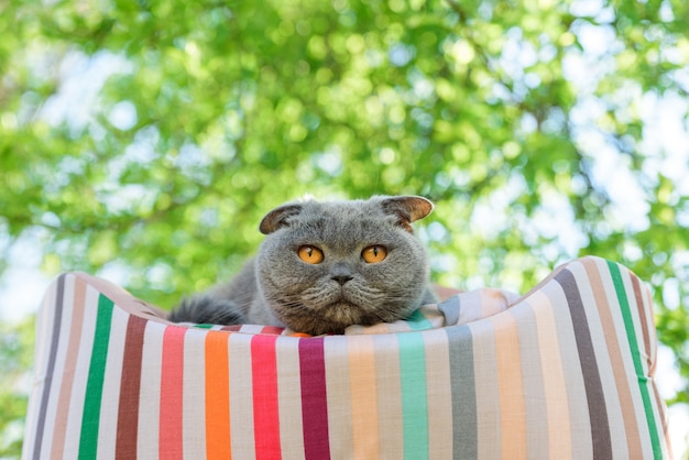 Cat resting on a lounger outside under a tree