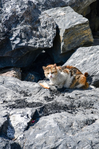 Cat on the rocks by the sea The cat eats a piece of white bread