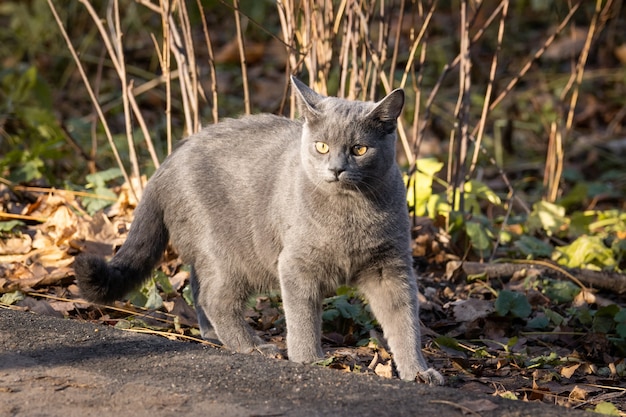 Cat Russian blue