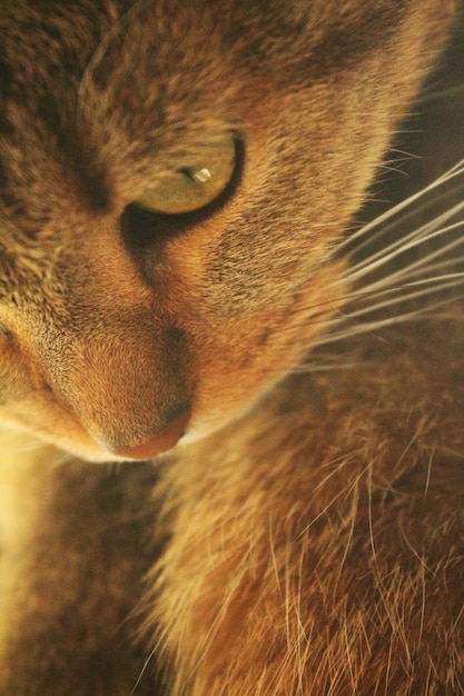 cat's face in the sun