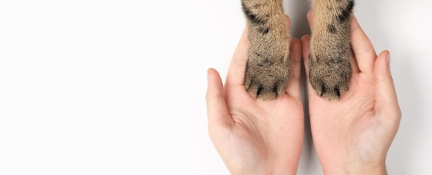 Cat's paws in women's hands. The concept of caring for pets. White background, top view, banner.