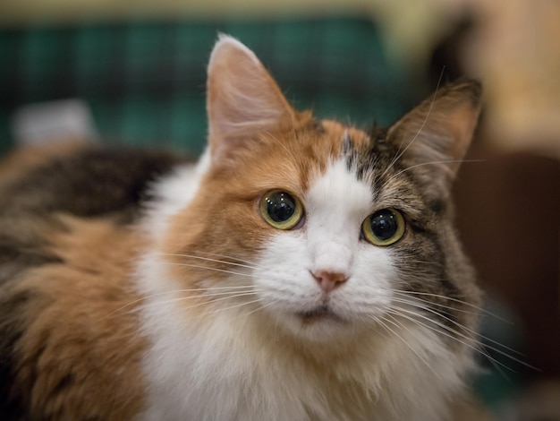 Cat's portrait House cat on a blurred background Cat shelter