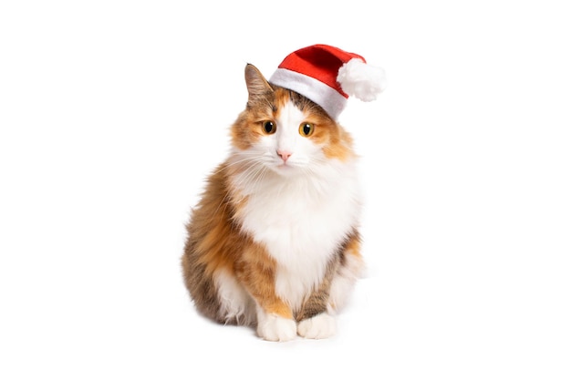 A cat in a santa hat on a white background