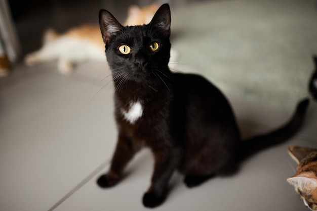 The cat sat on the cement floor