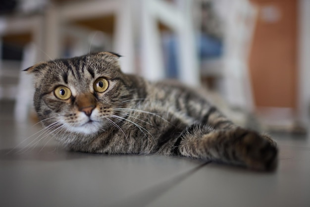 The cat sat on the cement floor