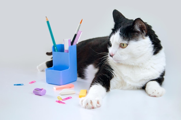 Cat and school supplies Concept back to school Photos for social networks advertising web banners on the topic of education