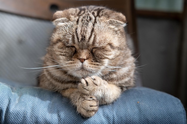 Cat Scottish Fold sleeps on a soft ottoman on a chair with a serious muzzle