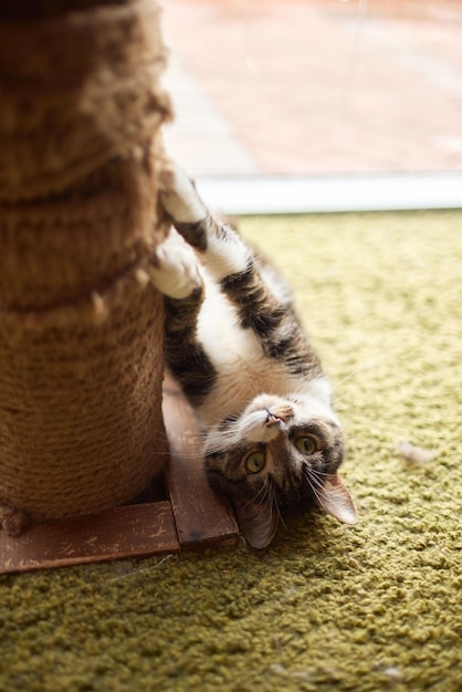 Cat scratching a cat tree looking excited