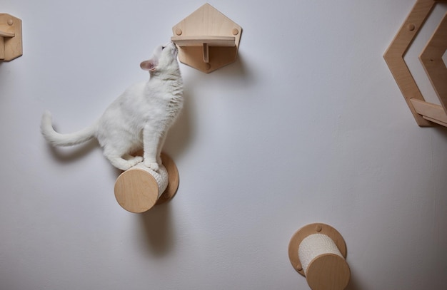 Cat scratching post wall mounted in modern room for pet on white wall stylish decoration for cat owner with copy space