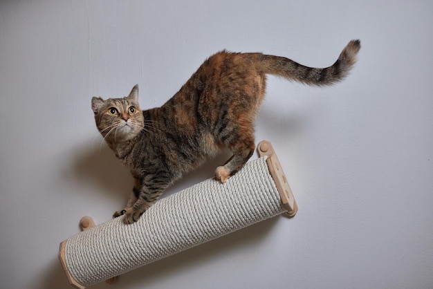 Cat scratching post wall mounted in modern room for pet on white wall stylish decoration for cat owner with copy space