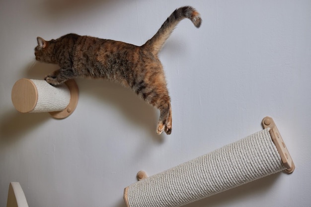 Cat scratching post wall mounted in modern room for pet on white wall stylish decoration for cat owner with copy space