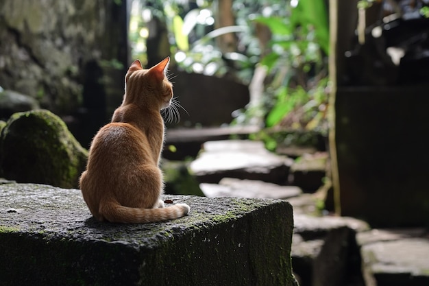 Cat in a serene garden