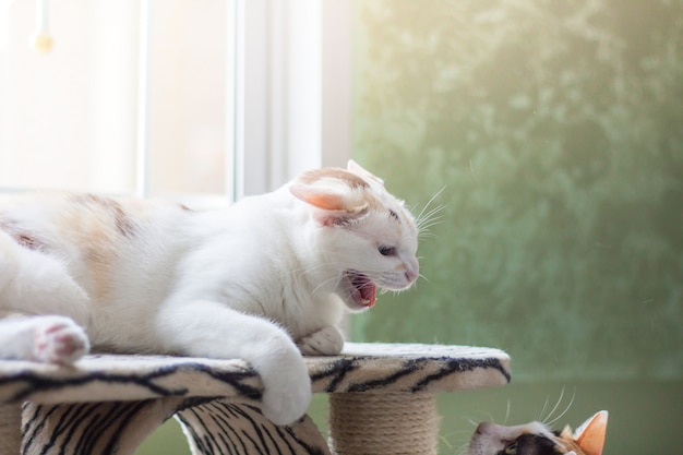 The cat shows signs of anger, irritability and emotional threat coming out of the fear. 