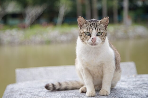 Cat sit on the table 