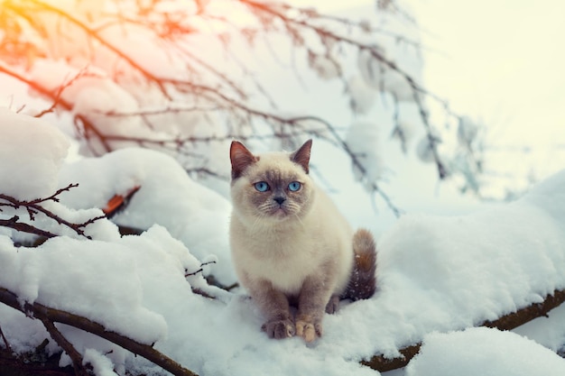 Cat siting in snowdrift in winter forest