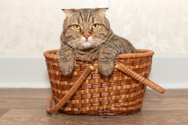 A cat sits in a basket at home Good cute animal