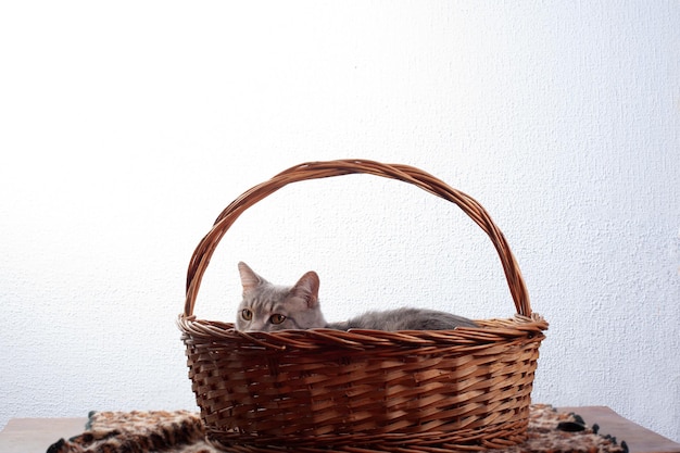 Photo the cat sits in a basket on the table looking out a little