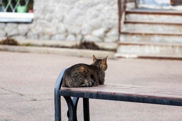 Cat sits on a bench near the house, with his back to the camera. High quality photo