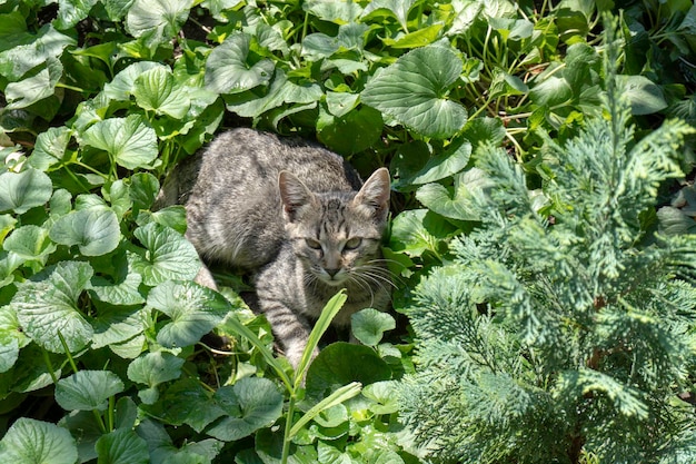 Cat sits in the garden against a background of green