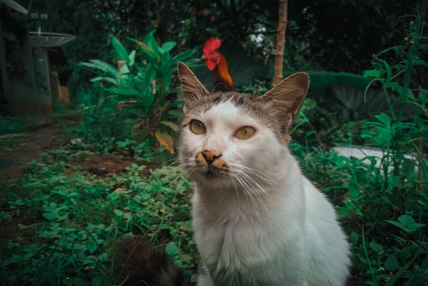 A cat sits in the garden with a red flower in the background.