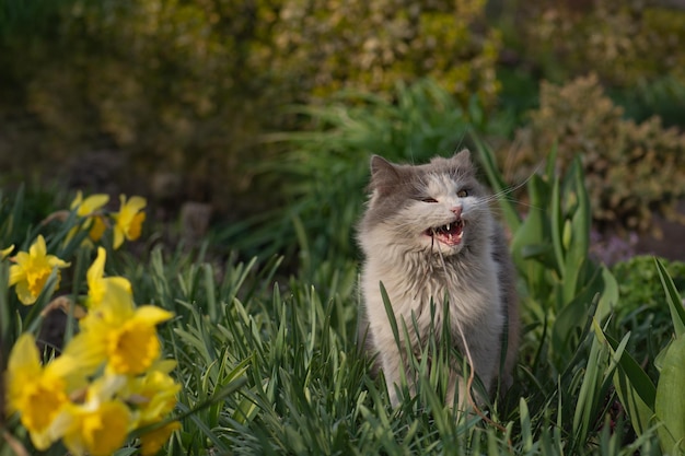 Cat sits in the garden with tongue sticking outCute and adorable animals