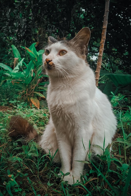 A cat sits in the grass in the jungle.