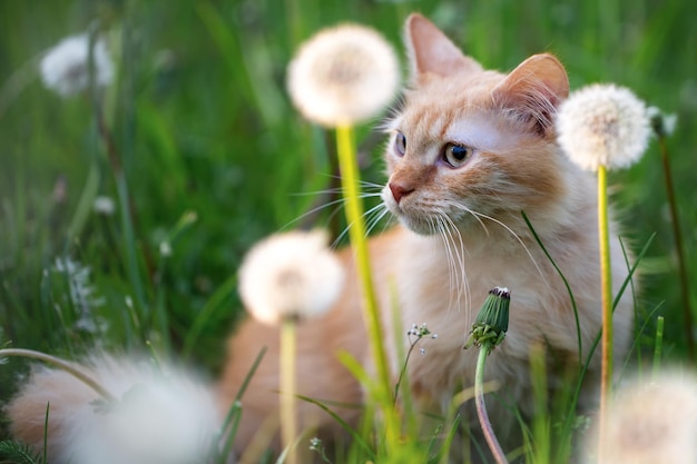 The cat sits in a meadow with dandelions