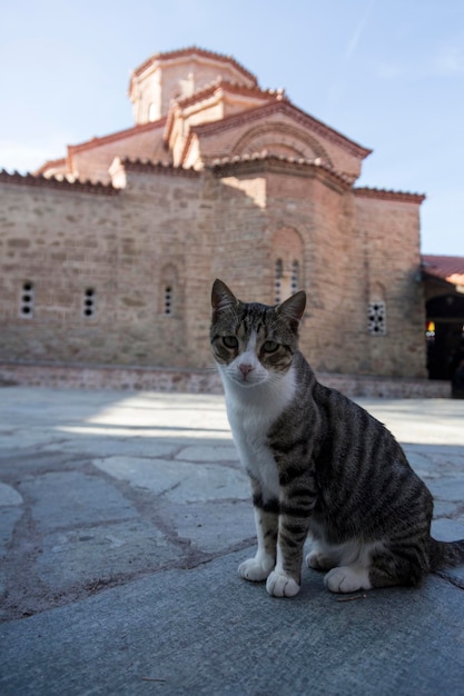 A cat sits near the Orthodox Greek church of the monastery Great Meteoron in Meteora Kalabaka Greece