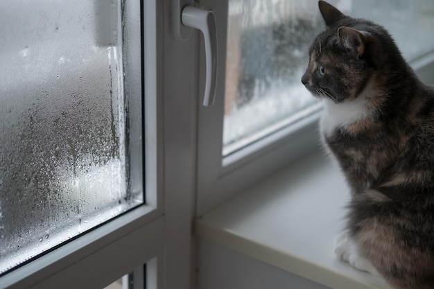 Cat sits on a windowsill and looks into a pvc window with condensation on a doubleglazed window